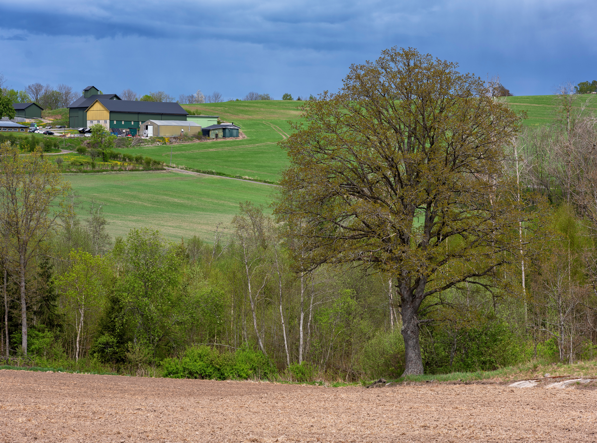 Vår i kulturlandskapet, Nordre Horgen gård nær Frogn kirke, Frogn kommune i Follo, Akeshus. Åker med trær i randsonen. Åkerlandskap med trær.