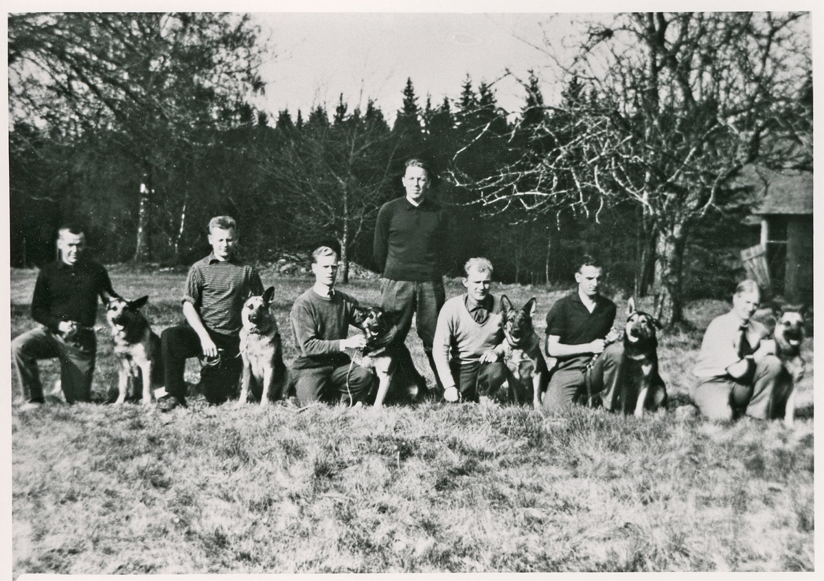 Polishundsutbildning, cirka 1962.
"Landsfogden i länet, Baltzar Vult von Steyern, Växjö, har tagit ett bra initiativ. Det är nämligen han som föranstaltat om den utbildning av polishundar som denna vecka pågår i Växjö..."
"Vid Storkeboda fick vi den här bilden på sällskapet som fr. v. består av poliskonstaplarna Ulf Banemark, Grimslöv (med hunden Bonzo), Lars Falk, Göteryd (Ruff), Sven Hansson, Tävelsås (Skottian), Ingvar Magnusson, Växjö (Ulk), Roland Nilsson, Älmhult (Buster) och Sven Svensson, Älghult (Barry).
Bakom dem står instruktören, förste poliskonstapel Eric Lindqvist, Växjö, som lät även sin Ray, den enda statsägde hunden, delta i utbildningen".
