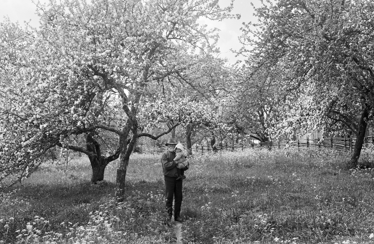 I fager fruktträdsblom fann fotografen ett tillfälle att föreviga sin släkting Anders Peter Hultgren med sondottern Maria i famnen. Fundshult 1921.