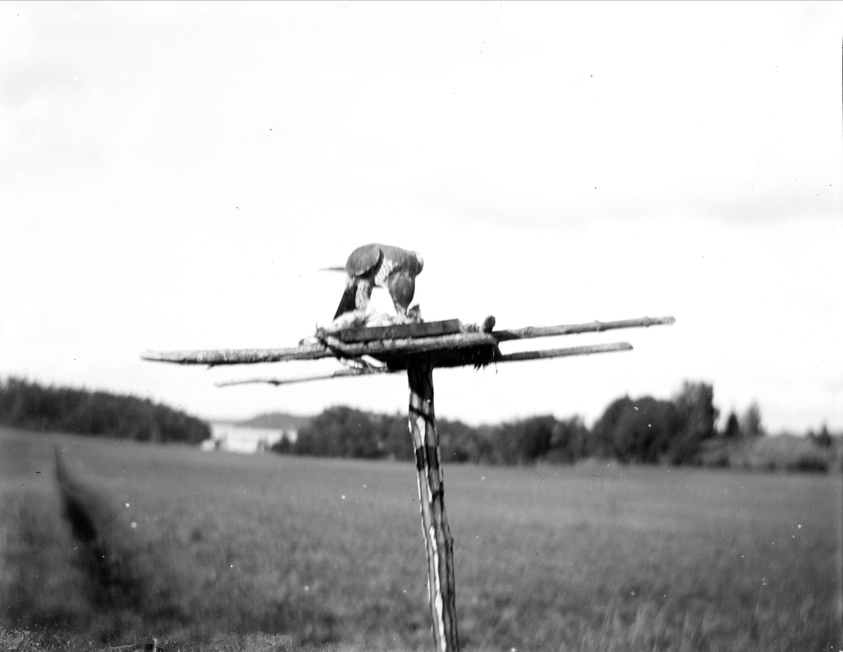 Rovfågel vid åtel