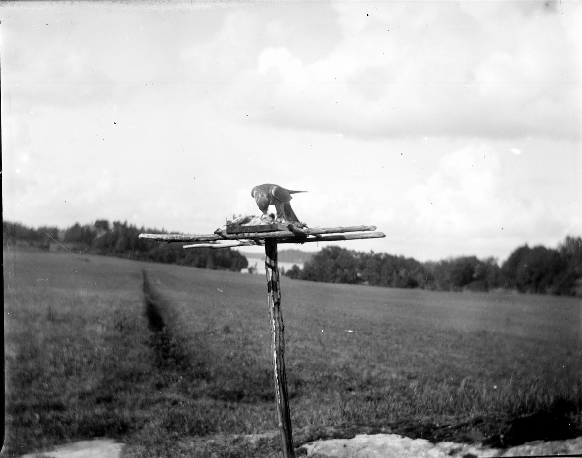 Rovfågel vid åtel