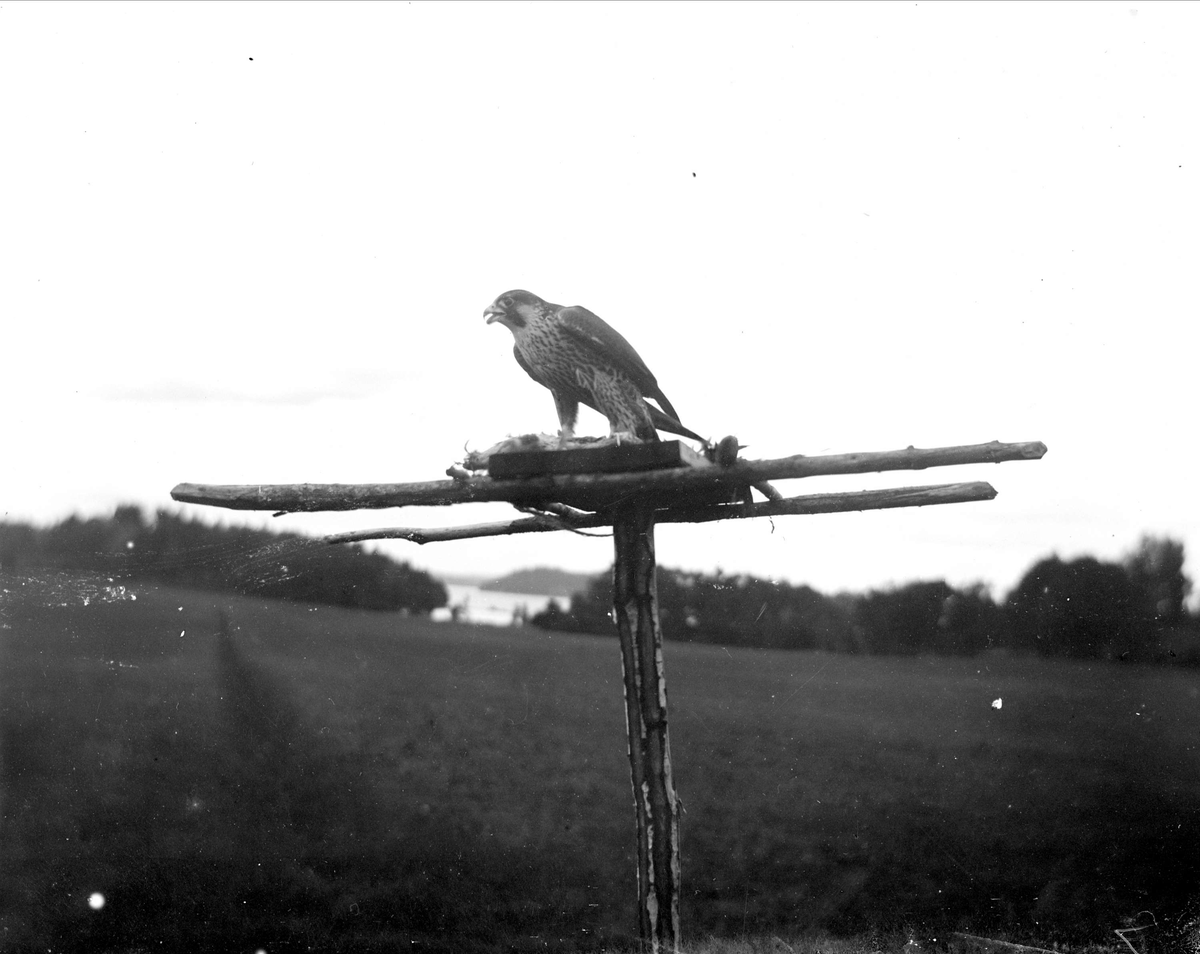 Rovfågel vid åtel