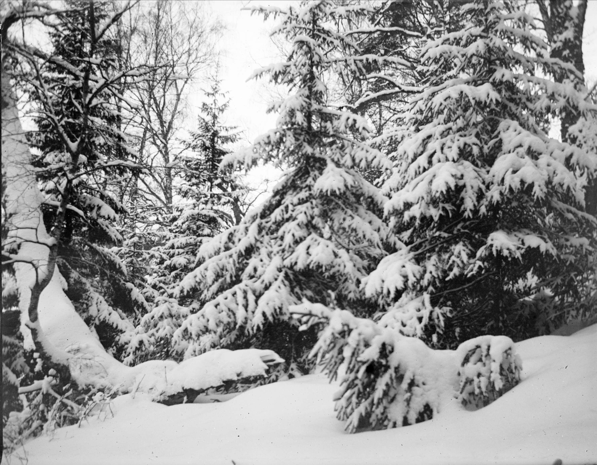 Skogsmark