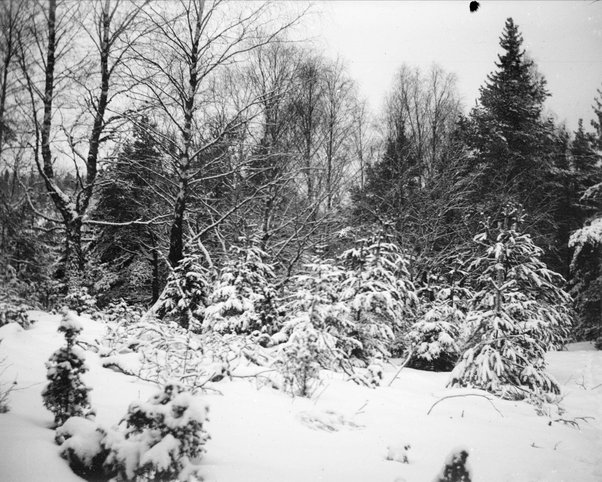 Skogsmark