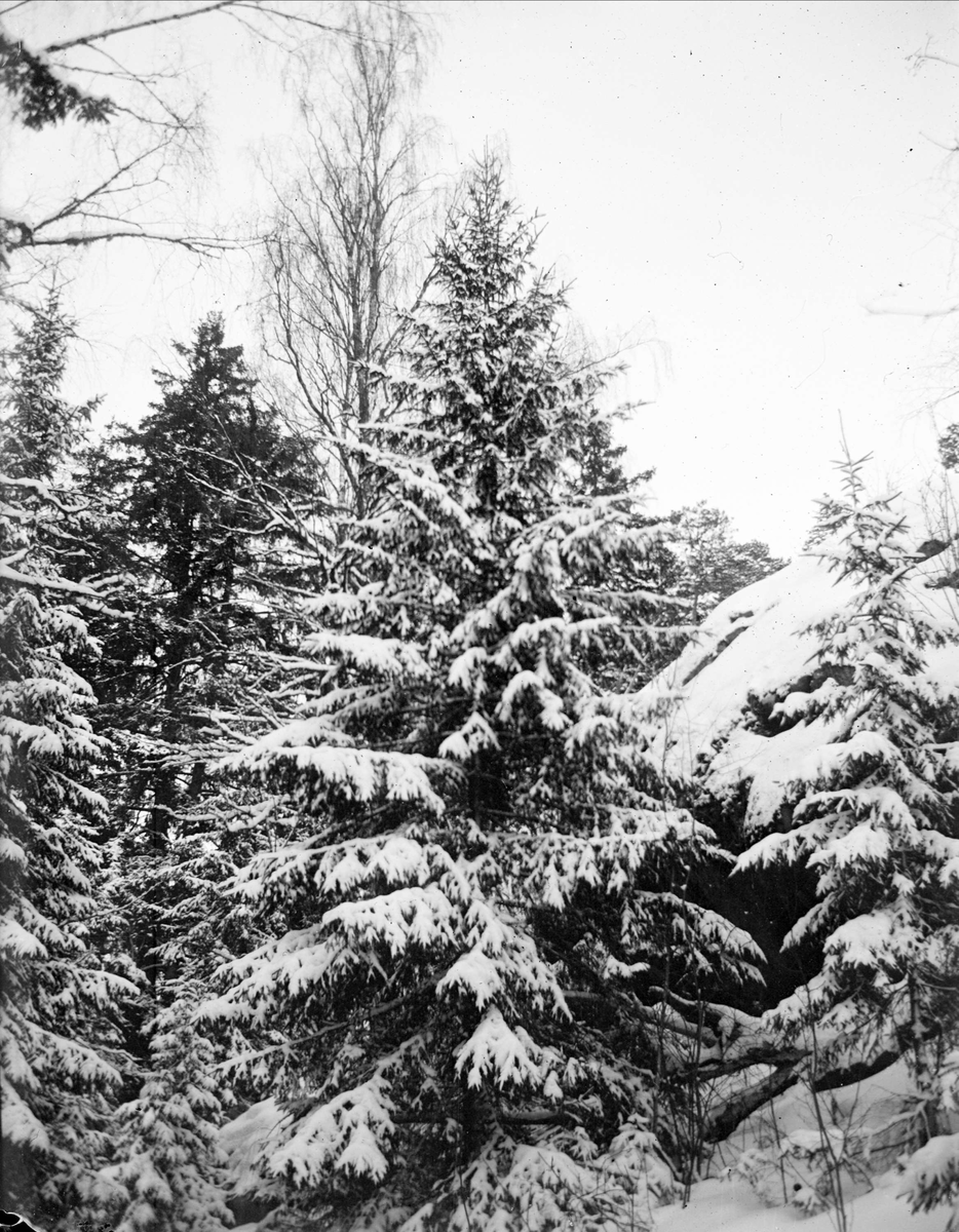 Skogsmark