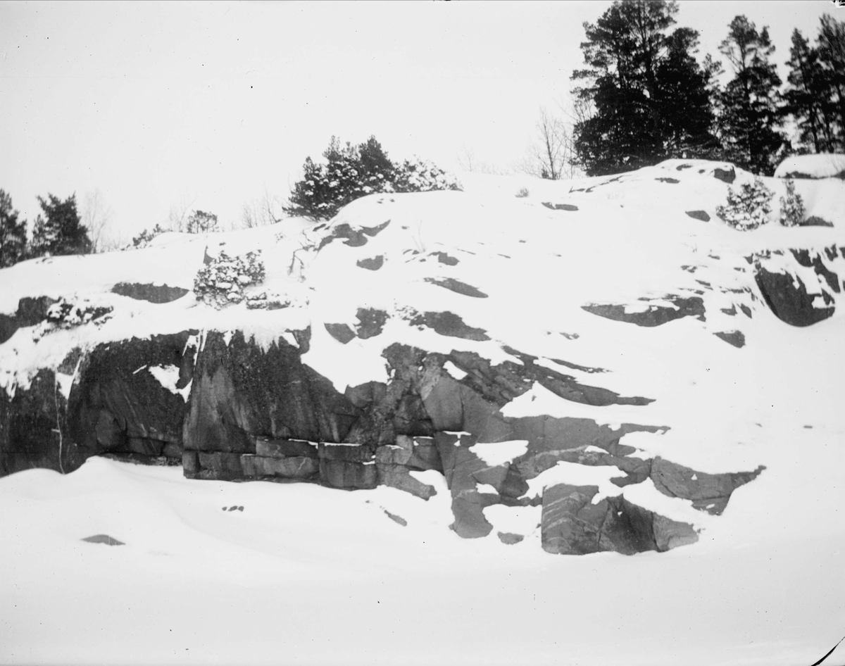 Skogsmark