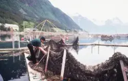 Akvaforsk, Sunndalsøra : Ukjent mann arbeider med not i ei o