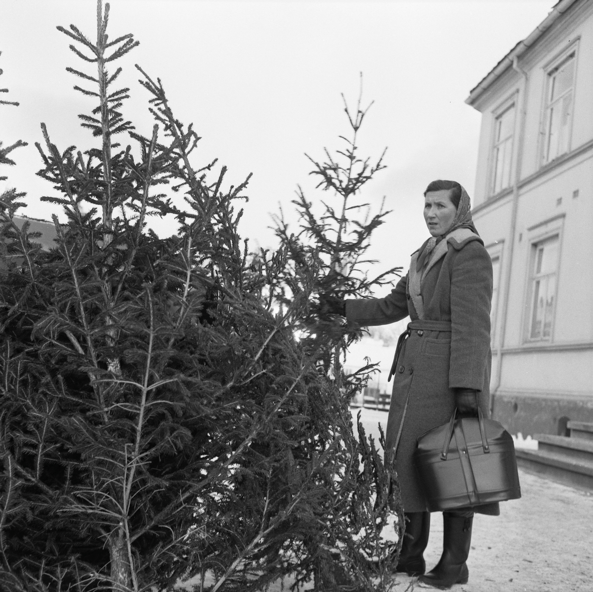 Juletresalg på Torget