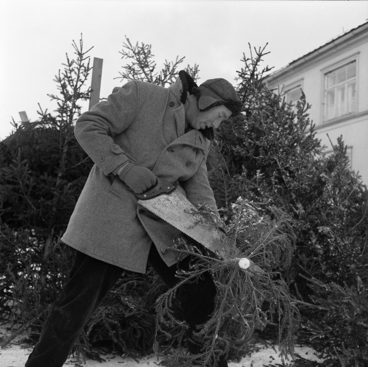 Juletresalg på Torget