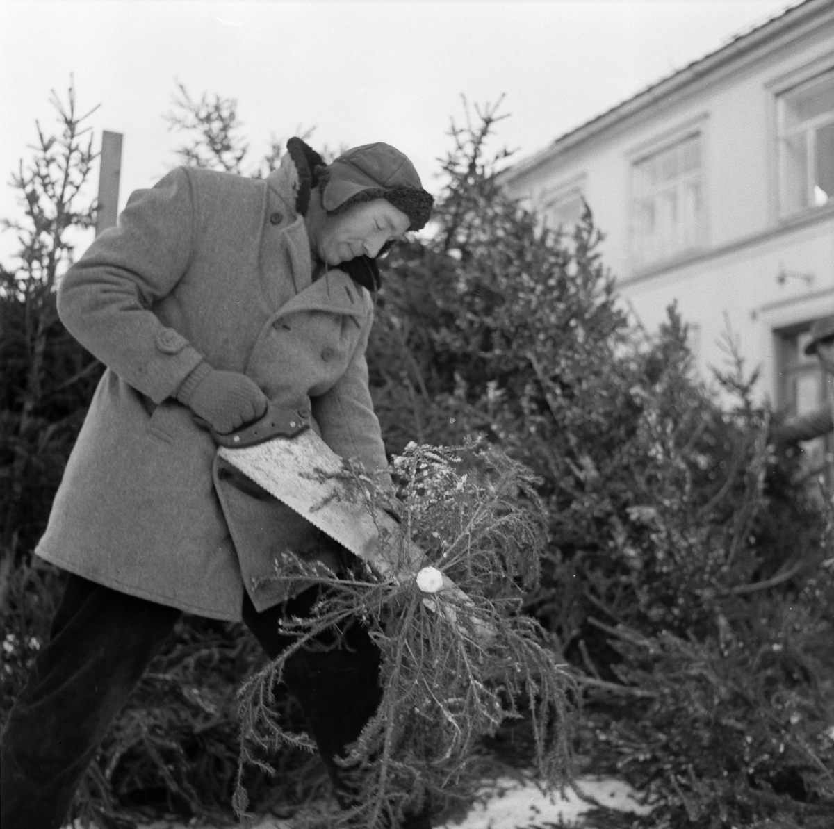 Juletresalg på Torget