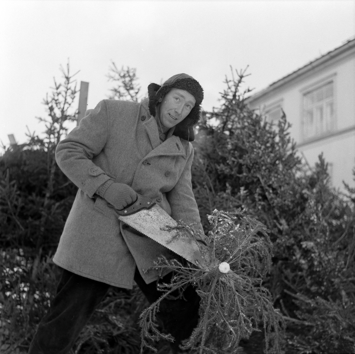 Juletresalg på Torget