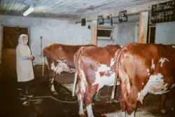 Stange, Espa, Kjeldsrud gård. Anna Bø Romsaas i fjøset med k