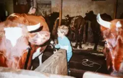 Stange, Espa, Kjeldsrud gård. I fjøset i Kjeldsrud. Anders R