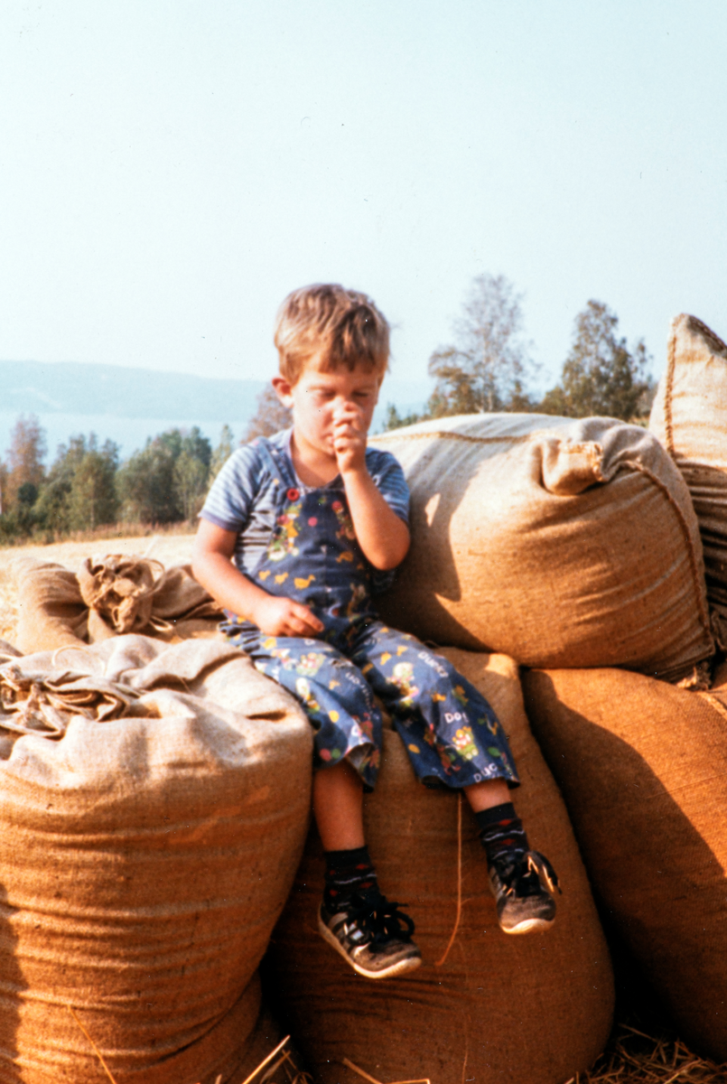 Stange, Espa, Kjeldsrud gård. Innhøsting av korn høsten 1983.  Edvard Romsaas Borgersen 3 år tar seg en pause på kornsekkene.