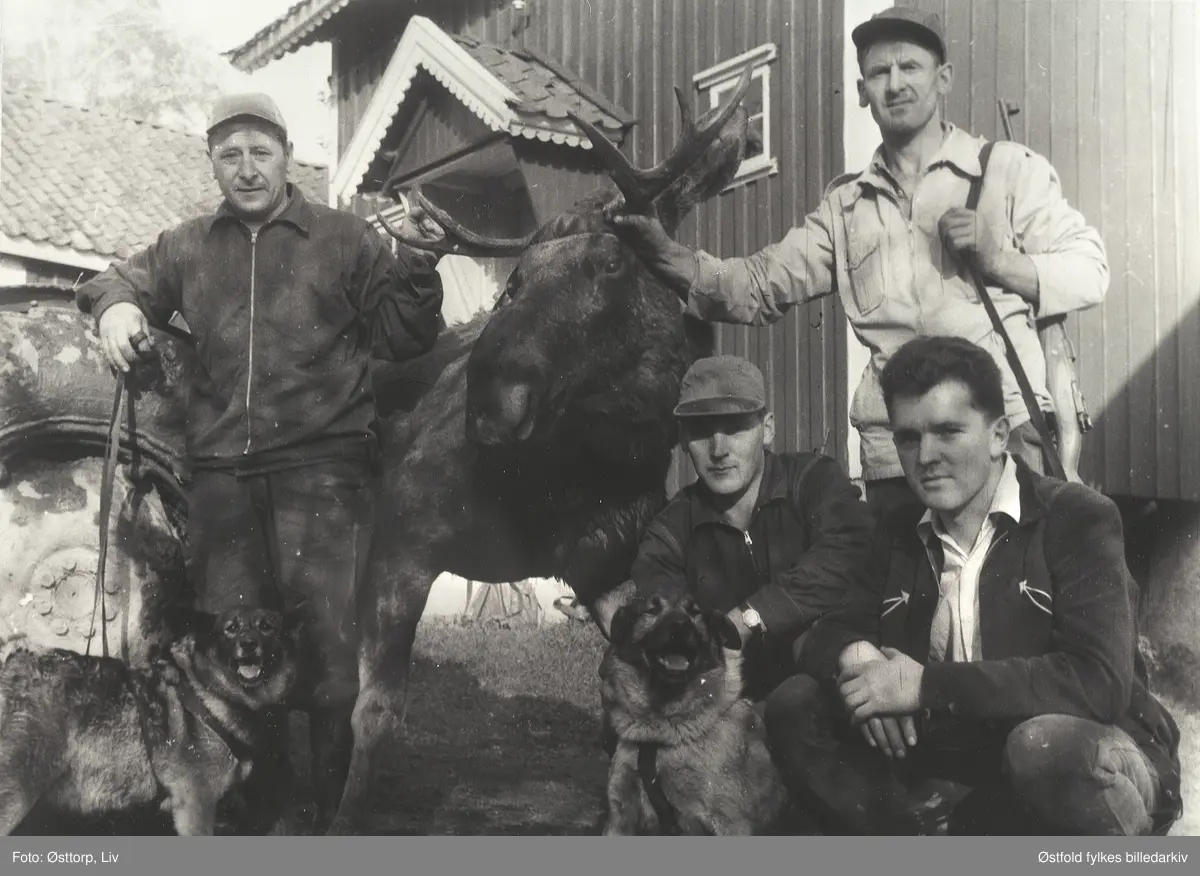 Elgjakt i Varteig1962. Jegerne på bildet er brødrene Arne og Lars-Erik Bergsland på huk til høyre. Det var de to som gikk på drevet da elgoksen ble felt, og hundene het Lotte og Lord. Til venstre står Ole A. Spydevold og til høyre Jens Spydevold. Jens felte elgen som veide rundt 250 kilo.
Elgen er død, men elgoksen ble stablet opp på en lem bak på traktoren etter at den ble felt, og ser tilsynelatende ut til å være i live.