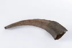Horn