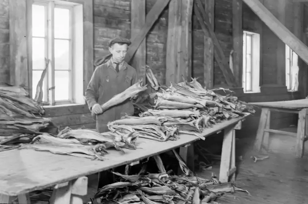 Bildet viser en tørrfiskvraker som står og ser på tørrfisk for å se hvilken kvalitet den er 