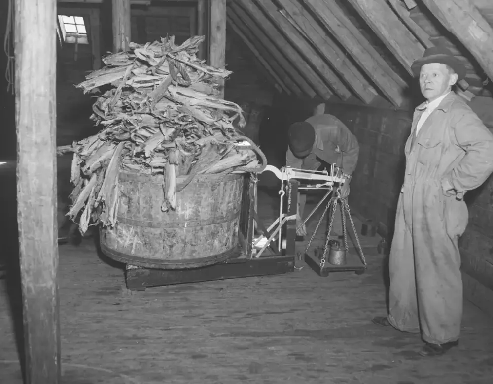 Bildet viser en tørrfiskpresse på loftet i en sjøbod. To menn med kjeledresser står ved pressen