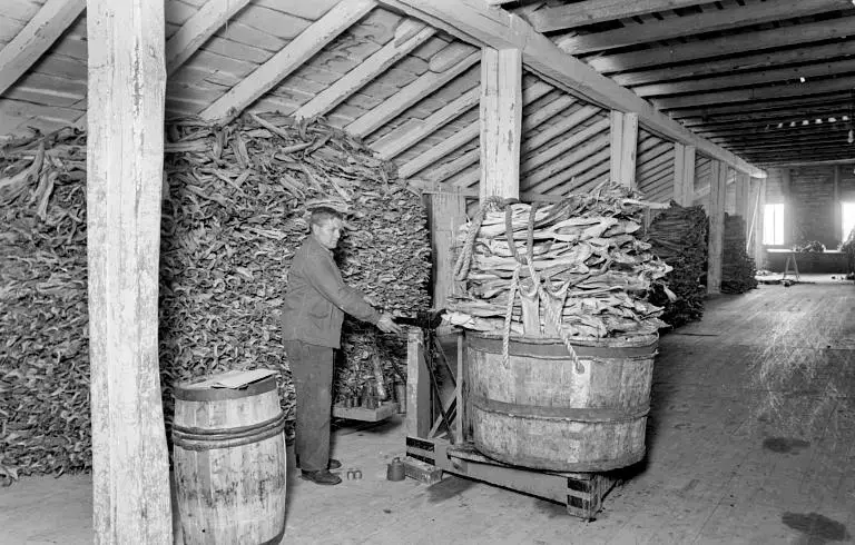 Bildet i sort-hvitt viser et tørrfisklager på loftet inne i en sjøbod