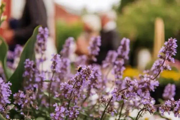 Viser ett nærbilde av lavendel blomster.