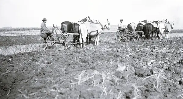 Pløyting med hester Amerika