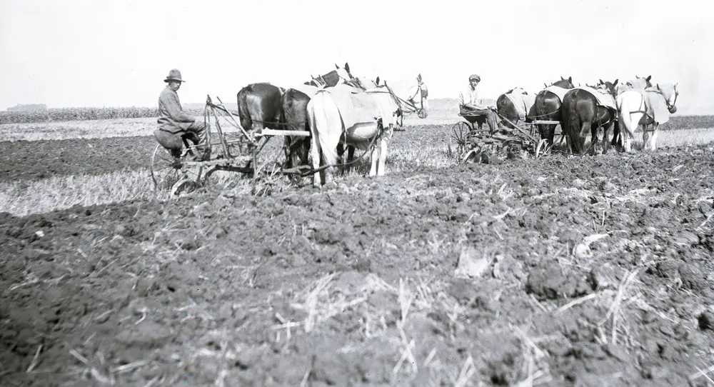 Pløyting med hester Amerika