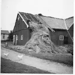 Torpa sn. Anläggning av halmtak vid Torpa.