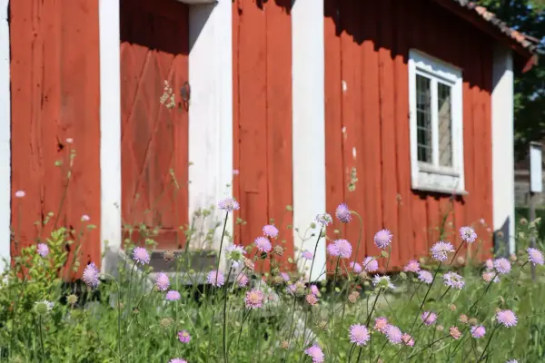 Lila blommor framför en röd byggnad med vita knutar.