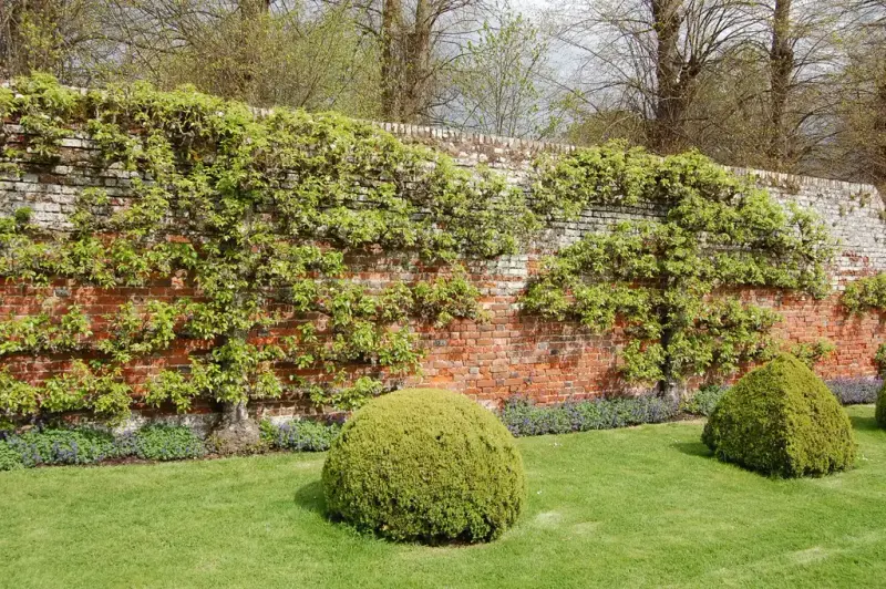Espaljerte frukttrær vokser i mønster langs en gammel murvegg i en velstelt hage med klippede busker.