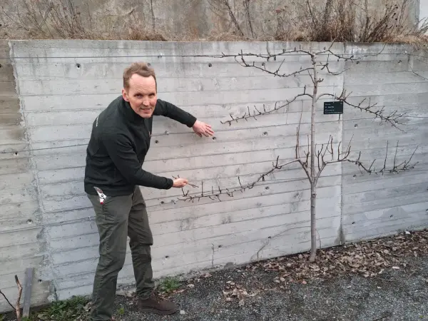 Jan Høvo, sjefsgartner ved Norsk Folkemuseum, viser frem teknikken for espaljering av frukttrær mot murvegg.