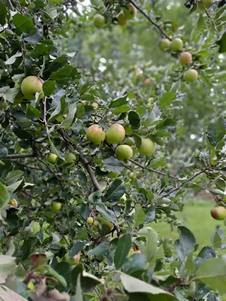 Grener fulle av grønngule frukter som modner blant grønne blader i frukthagen på Bygdø Kongsgård.