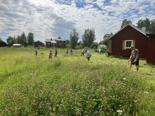 Männskor går på en sommaräng och slår gräs med lie.