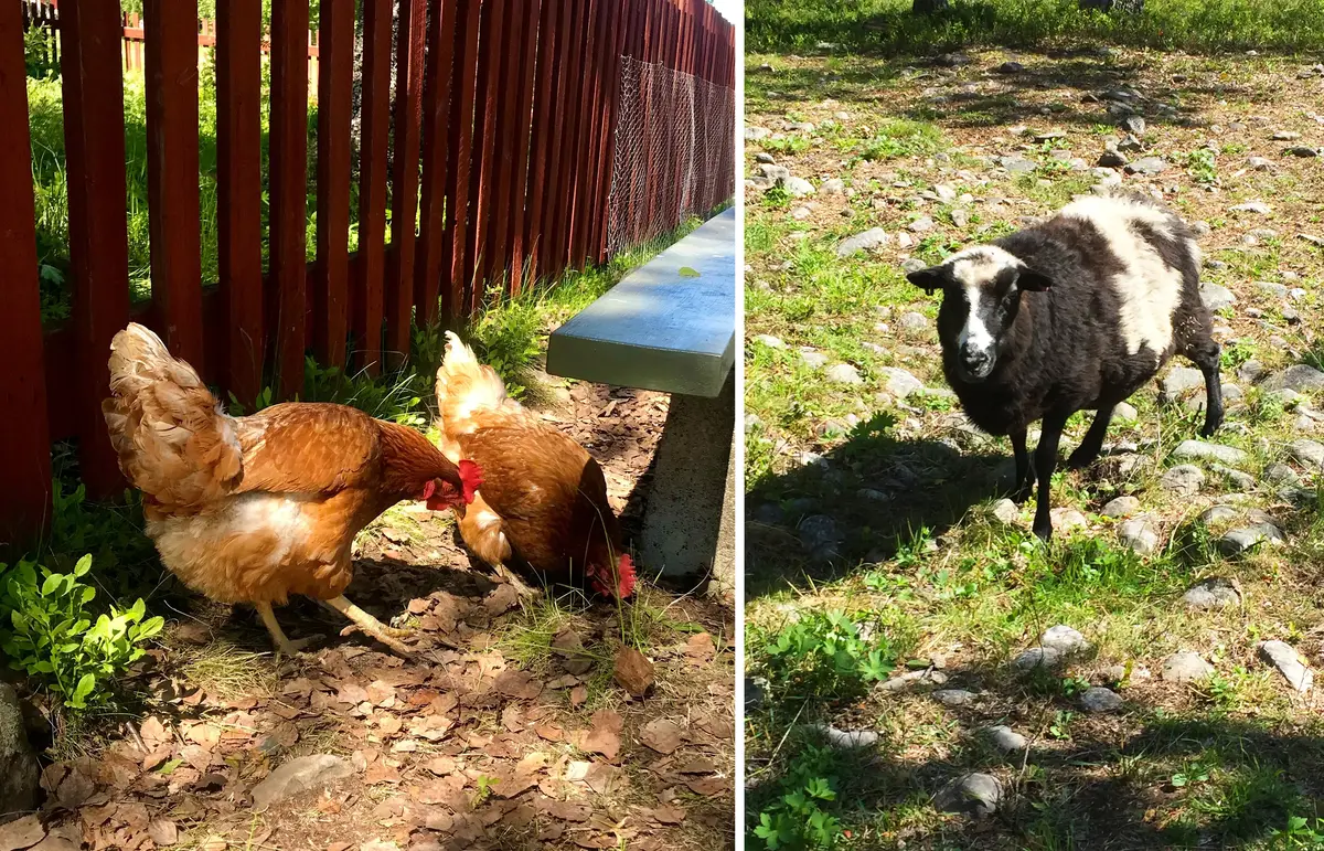 Får och höns i sommarsol