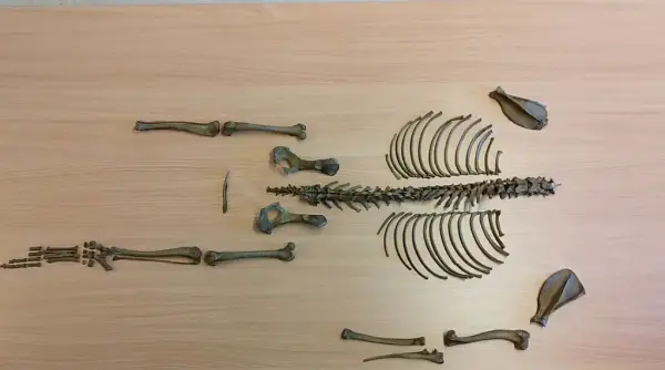 Rekonstruert hundeskjelett fra arkeologisk utgravning, delvis intakt og anatomisk lagt ut på bord for analyse.