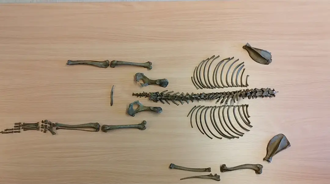 Rekonstruert hundeskjelett fra arkeologisk utgravning, delvis intakt og anatomisk lagt ut på bord for analyse.