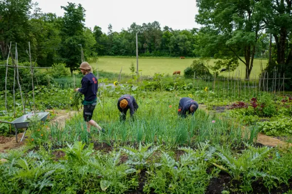 Tre personer arbeider i grønnsakshagen ved Gartneriet på Bygdø Kongsgård omgitt av åkre, trær og beitende kyr i bakgrunnen.