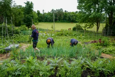 Tre personer arbeider i grønnsakshagen ved Gartneriet på Bygdø Kongsgård omgitt av åkre, trær og beitende kyr i bakgrunnen.