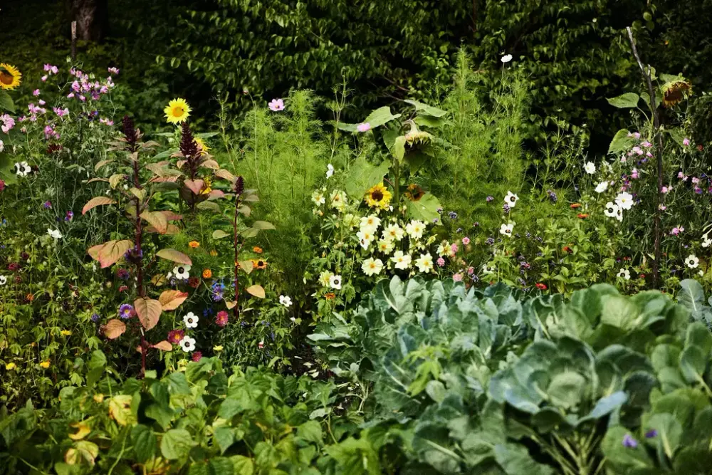 Fargerik kjøkkenhage på Bygdø Kongsgård med blomstrende solsikker, kål og markblomster i full sommerprakt.