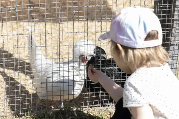 Barn mater høner gjennom nettinggjerde i sollys på Bygdø Kongsgård.