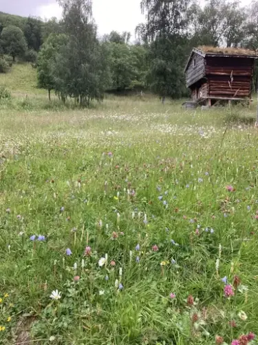 Blomstereng ved Meldal bygdemuseum