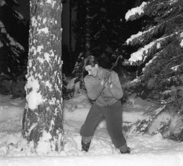 man står i djupsnö på vägg att hugga ner ett stort träd. Ca 1940-tal.