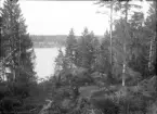Vindfällen vid Skrattbergsviken, Koholmen 3/4 1910.