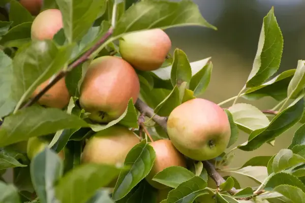 Viser et nærbilde av 9 rød-grønne epler som fortsatt henger på epletreet.