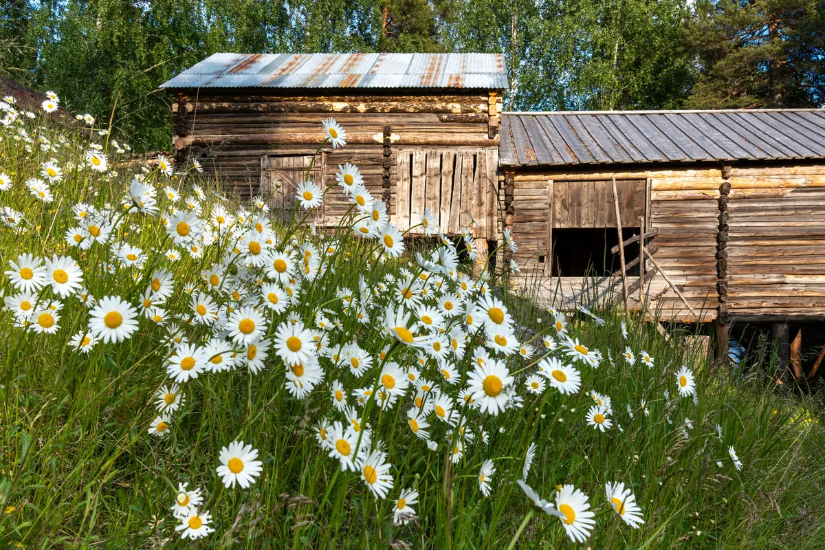 Blomstereng med prestekrager