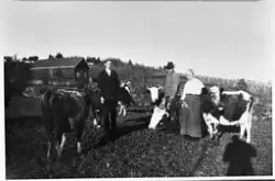 Alfred Faraasengen, Augusta og Ole Chr. Faraasengen. Bildet er fra ca. 1915, og er tatt etter at kua er kommet hjem fra sætre.