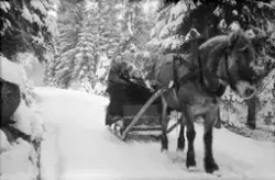 Kanefart i Tune. I sleden Birgitte Marie Pagel og datteren Siribeth, antakelig ca. 1940-42. De to er kone og datter til fotografen.