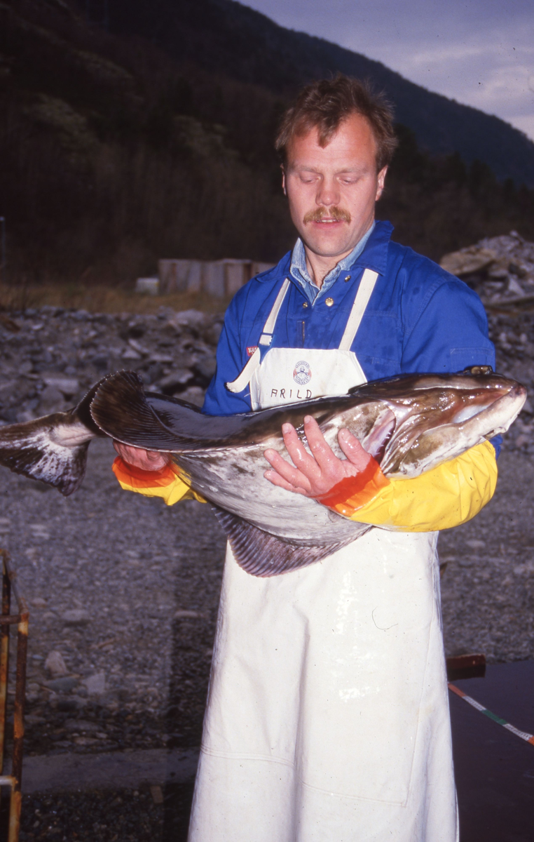 Mann bærer ei kveite til/fra et bord