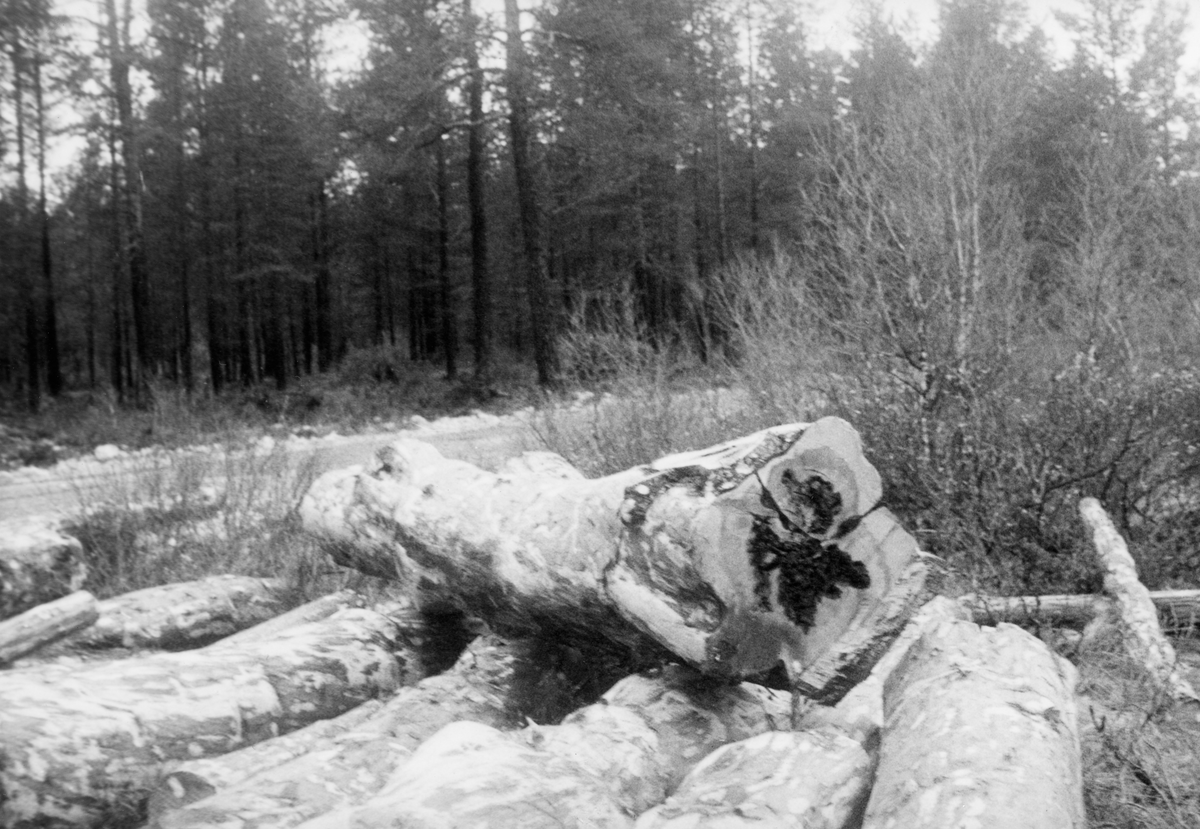 Fra befaring med dir. Sparby. Tømmer til Hinøgla. Tømmer på elvebredden.