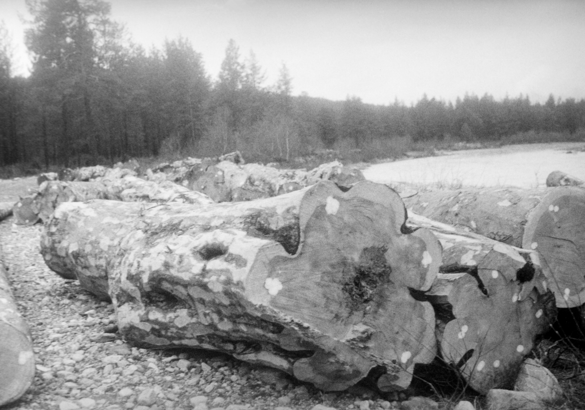 Fra befaring med dir. Sparby. Tømmer til Hinøgla. Tømmer på elvebredden.