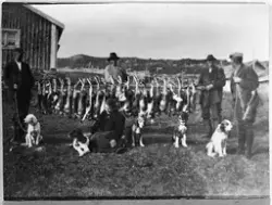 Totninger på harajakt i Øyerfjellet 1919. Bildet er tatt på Skjøsetra som tilhørte Fosssegården, eier Olav Andersgaard. Mannen lengst til venstre er Hans D. Nøkleby, ytterst til høyre Ole P. Fjørkenstad med sin hund Appi. Bak jaktbyttet er Aasmund Andersgaard med bikkja til Hans D. Nøkleby, og hans far med sin egen hund. Foran sitter budeia på sætra og klapper hunden Rex tilhørende Harald Fjørkenstad.
For jaktretten ble det betalt 10 kroner pr. person, og overnattet gratis på Sætra. Selv om de hadde med litt mat, fikk de også gratis forpleining. Foruten harer fikk de også en del fugl.